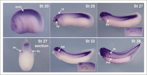 Figure 1 p27Xic1 is expressed at late tail bud stages in the pronephros by in situ analysis. Whole mount in situ hybridisation was carried out with a DIG-labelled anti-sense RNA probe for p27Xic1. Prior to and including stage 25, p27Xic1 expression in the presumptive pronephros is not detected by in situ hybridisation. At stage 27 p27Xic1 expression is clearly evident in the dorso-anterior region of the presumptive pronephros (white arrow). Pronephric staining is confirmed in transverse sections at stage 27 through the anterior pronephros anlagen (white arrow). At stage 30 a similar pattern of p27Xic1 expression to that seen at stage 27 is observed in the dorsal anterior pronephros anlagen. By stage 32 p27Xic1 expression is concentrated in the nephrostomes and proximal tubules. No pronephric expression of p27Xic1 is detected by in situ hybridisation at stage 38. (som, somites; nt, neural tube; ba, branchial arches; pr, pronephros; lh, lymph heart; ma, migrating muscle anlagen).