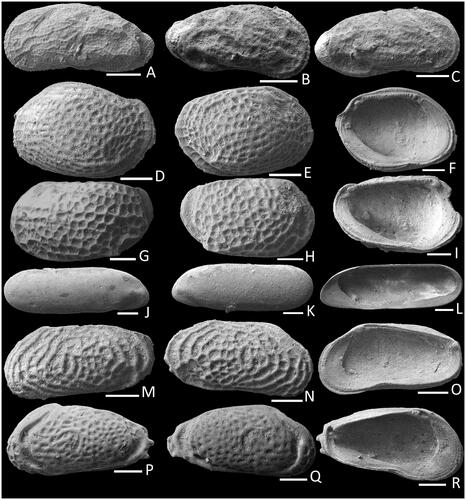 Fig. 8. Images of fossil Ostracoda. Caudoleptocythere vellicata: A, (NMV P344606) MALV in external view; B, (NMV P344607) FARV in external view; C, (NMV P344608) MARV in external view. Loxoconcha trita: D, (NMV P344609) FALV in external view; E, (NMV P344610) FARV in external view; F, (NMV P344611) MALV in internal view. Loxoconcha macgowrani: G, (NMV P344612) MALV in external view; H, (NMV P344613) FARV in external view; I, (NMV P344614) MARV in internal view. Copytus posterosulcus: J, (NMV P344615) FALV in external view; K, (NMV P344616) FARV in external view; L, (NMV P344617) MALV in internal view. Mckenziartia portjacksonensis: M, (NMV P344621) FALV in external view; N, (NMV P344622) MARV in external view; O, (NMV P344623) MARV in internal view. Swansonites sp.: P, (NMV P344627) MARV in external view; Q, (NMV P344628) FALV in external view; R, (NMV P344629) MALV in internal view; Scale bars = 100 µm.