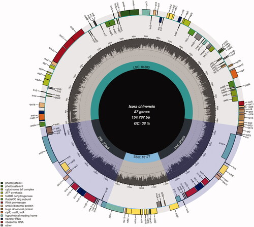 Figure 1. The schematic representation of the plastome of I. chinensis created.
