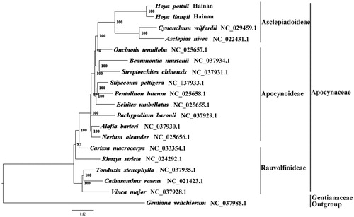 Figure 1. The best ML phylogeny recovered from 19 complete plastome sequences by RAxML. Accession numbers: Hoya pottsii Traill (MH678667, this study), Hoya liangii Tsiang (MH678666, this study), Cynanchum wilfordii NC_029459.1, Asclepias nivea NC_022431.1, Oncinotis tenuiloba NC_025657.1, Beaumontia murtonii NC_037934.1, Streptoechites chinensis NC_037931.1, Stripecoma peltigera NC_037933.1, Pentalinon luteum NC_025658.1, Echites umbellatus NC_025655.1, Pachypodium baronii NC_037929.1, Alafia barteri NC_037930.1, Nerium oleander NC_025656.1, Carissa macrocarpa NC_033354.1, Rhazya stricta NC_024292.1, Tonduzia stenophylla NC_037935.1, Catharanthus roseus NC_021423.1, Vinca major NC_037928.1; outgroup: Gentiana veitchiorum NC_037985.1.