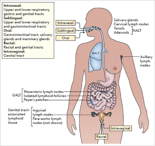 Figure 1. Routes of mucosal vaccination within the mucosa-associated lymphoid tissue (MALT), with several subcompartments including: the nasopharynx-associated lymphoid tissue (NALT), bronchus-associated lymphoid tissue (BALT), gut-associated lymphoid tissue (GALT) and genital tract-associated lymphoid tissue, reproduced from Lycke et al, 2012.Citation125