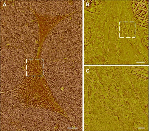 Figure 6 Atomic force microscopy high pass filtered composite height images of astrocytes cultured on nanofibrillar scaffolds by J scanner. (A) Dashed box identifies the intercellular connection. (B) Close-up of the intercelluar connection by E scanner. Dashed box identifies a contacted area. (C) Close-up of a contacted area by E scanner.Note: The scale bars show 10, 2, and 0.5 μm in (A), (B), and (C), respectively.