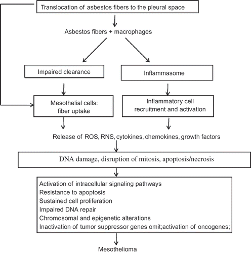 FIGURE 2. Proposed mechanisms for asbestos-induced mesothelioma. Asbestos fibers are thought to lead to mesothelioma via mechanisms as outlined in this algorithm. Asbestos fibers enter the pleural space, where they interact with pleural macrophages and mesothelial cells and induce an influx of inflammatory cells. These early interactions result in release of reactive oxygen and nitrogen species (ROS, RNS), cytokines, and growth factors that may mediate indirect effects on mesothelial cells. The fibers may also act directly on mesothelial cells by inducing DNA damage, interrupting chromosomal segregation, or inducing apoptosis or necrosis. Such direct and indirect actions lead to chronic stimulation and injury of the mesothelium that may proceed over decades by a multistep path to cancer. Key steps in the development of cancer include genetic and epigenetic alterations leading to sustained cell proliferation, resistance to apoptosis, and inactivation of tumor suppressor genes.