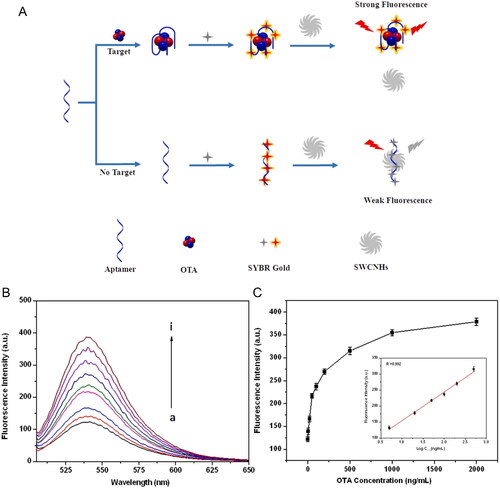 Figure 6. Schematic representation of the working mode of the label-free aptasensor for “turn-on” fluorescent detection at (a). The fluorescence intensity spectra at various concentrations of OTA at (b), and the fluorescence intensity (540 nm) plotted against OTA concentration; insert of the linear relationship between 0.5 and 3 ng mL−1 in (c). Reprinted with permission from Guo et al. (Citation2021). Copyright 2021 Elsevier.