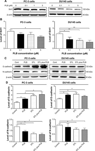 Figure 27 The role of Sirt-1 in PLB-induced EMT inhibition in PC-3 and DU145 cells.