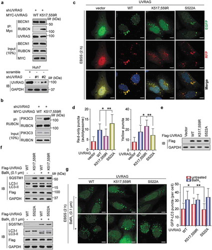 Figure 8. UVRAGK517,559R mutant or CSNK1A1-mediated phosphorylation at S522 inhibits autophagosome maturation by promoting the UVRAG-RUBCN interaction. (a) WT MYC-UVRAG or mutant was transiently expressed in UVRAG-silenced HEK293T cells. Immunoprecipitation and immunoblot were performed as indicated. (b) The indicated plasmids were expressed in UVRAG-silenced HEK293T cells. Immunoprecipitation and immunoblot were performed as indicated. (c) Huh7 cells stably expressing Vector or UVRAG constructs were transfected with mRFP-EGFP-LC3 with the treatment of EBSS. The confocal microscope was used to examine the effect of UVRAG mutant on the maturation of autophagosomes. Scale bars: 10 µm. (d) Quantification of mRFP-LC3-only puncta and the mRFP-EGFP overlay puncta in Huh7 cells treated as in (c). (e) Exogenous UVRAG expression was analyzed using immunoblot as in (c and d). (f) Huh7 cells stably expressing vector control or UVRAG constructs were treated with EBSS along with or without bafilomycin A1 (0.1 μM). 2 h later, the effect of UVRAG mutant on SQSTM1 and LC3B turnover was analyzed. (g) Huh7 cells stably expressing UVRAG constructs were transfected with GFP–LC3 and treated with bafilomycin A1 (0.1 μM). Then the effect of UVRAG mutants on the autophagosome formation was examined. Scale bars: 10 µm. Bars of quantification are mean ± SD of 40 cells.