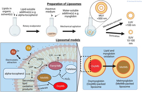Figure 2. Liposome models. A liposome preparation scheme shows how water- and lipid- soluble additives can be incorporated into the lipid vesicles. The lipid-soluble additives stay within the lipid bilayers, while the water-soluble additives in the aqueous medium come into contact with the lipid bilayers via different modes of interactions, e.g., electrostatic attraction, hydrophobic interaction. Liposomal models for studying lipid oxidation by free iron and Mb are presented.