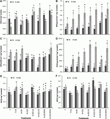 Figure 6.  Effect of arsenate treatment (µg mg−1) with (+S), (−S) and 1 mM (GSH) on the activities of different antioxidant enzymes in leaves of Zea mays after 7 and 14 d. (A) superoxide dismutase (U mg−1 protein); (B) ascorbate peroxidase: (µmol min−1 mg−1 protein); (C) catalase (M min−1 mg−1 protein); (D) guaiacol peroxidase (mmol min−1 mg−1 protein); (E) glutathione reductase (U mg−1 protein); (F) ascorbate oxidase (U mg−1 protein). All the values are means of four replicates ±SD. Bars indicated by same letters are not significantly different (Duncan's Multiple Range Test, p<0.05).