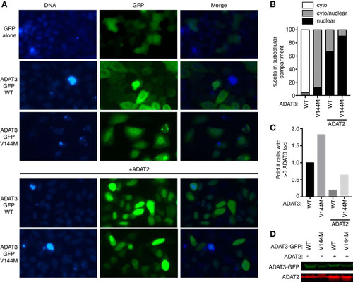 FIG 10 ADAT3-V144M displays an aberrant nucleocytoplasmic localization and increased susceptibility to form cytoplasmic aggregates also when tagged at the C terminus with GFP (ADAT3-GFP). (A) Fluorescence microscopy images of GFP alone and GFP-tagged ADAT3-WT and -V144M expressed in HeLa cervical carcinoma cells. Nuclear DNA was stained with Hoechst stain, with merged images shown on the right. (B) Fraction of cells exhibiting ADAT3-GFP that was either primarily cytoplasmic, similarly distributed between the cytoplasm and nucleus, or primarily nuclear. (C) Fold change in the number of cells that exhibited more than three cytoplasmic foci of GFP-ADAT3. For panels B and C, a minimum of 615 cells were counted per experiment. (D) Immunoblot of ADAT3-GFP expression without or with ADAT2 coexpression.