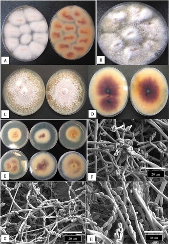 Fig. 2 Recovery of Fusarium proliferatum from diseased stem tissues and growth characteristics on potato dextrose agar. (a) Surface view (left) and bottom view (right) of isolation plates showing 100% recovery of F. proliferatum from diseased pith tissues after 7 days. (b) A one-month-old isolation plate showing fluffy white aerial mycelium. (c, d) Six week-old colonies with white aerial mycelial strands on the colony surface (c) and intense purple pigmentation produced on the underside of the colonies (d). (e) Comparison of the growth of six isolates of F. proliferatum on PDA after 10 days. (f-h) Scanning electron micrographs of mycelium and spore production by F. proliferatum in culture. (f) Microconidia produced in false heads. (g, h) Microconidia produced in long chains