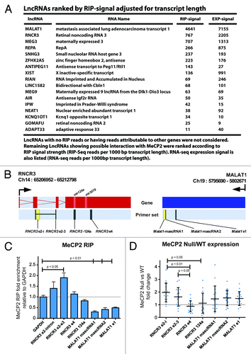 Figure 6. MeCP2 RIP sequencing of LncRNAs and assessment of RNCR3 and MALAT1. (A) List of MeCP2 RIP captured LncRNAs ranked by RIP-sequencing reads per 1000 bp of transcript length. LncRNAs having either no RIP reads or reads that were indistinguishable from the enrichment of an overlapping genomic transcript were not considered in this list. (B) Expression and RIP primer sets were designed over RNCR3 and MALAT1, chromosomes 14 and 19 respectively as shown: TSS is indicated by directional arrows, gene structure shows either red or blue exon regions according to direction. Overlapping primer sets occur in yellow. Positioning of micro RNAs are marked in the gene structure. (C) MeCP2 RIP fold enrichment adjusted to input and relative to GAPDH, error bars indicate SEM. (D) Expression data shows distribution, mean, and standard deviation of RT-PCR differential expression analysis between wild-type and MeCP2-null mouse cerebellum. RIP data were analyzed by t-test compared with GAPDH, and expression data analyzed by ANOVA. Significant P values are as indicated.