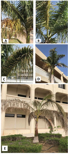 Fig. 1 Symptoms of leaf yellowing (a, b), reduction in internodes (c), leaf stunting (d), and dryness and collapse of older fronds (e) in Roystonea regia.