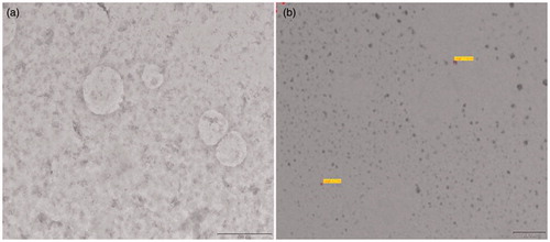 Figure 3. TEM images of nevirapine microemulsion (×43 000) (Scale: 500 nm). TEM of (a) SEDDS F1 and (b) SEDDS F2.