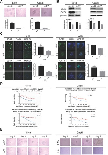 Figure 3 HPV 16 E7 maintains stemness in SiHa and Caski oncospheres.Notes: (A) Phase-contrast photomicrographs of SiHa and Caski cells with HPV16 E7 knockdown in low-adherence culture for 7 days. (B) Western blot detection of the expression of SOX2 and OCT4 proteins in SiHa and Caski oncospheres with HPV16 E7 knockdown. (C) Immunofluorescence images of SOX2 and OCT4 in SiHa and Caski oncospheres with HPV16 E7 knockdown using an anti-SOX2/OCT4 (green) antibody. DAPI staining (blue) indicates cell nuclei. Images on the left show cells stained with anti-SOX2/OCT4, images in the middle show cells stained with DAPI, and images on the right are merged anti-SOX2/OCT4 and DAPI. All of the contrast images were taken under the same conditions. (D) Growth inhibition of in SiHa and Caski oncospheres with HPV16 E7 knockdown. Both were seeded in 96-well plates and treated with paclitaxel or cisplatin at different concentrations (0, 1, 2, 5, 10, 20, 40, 60, 80, 100 nM) for 48 hrs, and cell viability was determined by a modified MTT assay. OD values of each treated group were compared with controls at the same time point. (E) Representative photomicrographs of clonal expansion of single oncospheres from SiHa and Caski with HPV16 E7 knockdown in low-adherence cultures over a 7-day period. The cluster of the oncospheres after days 1, 3, 5, 7 of culture was measured. Western blot expression levels were normalized to those of β-actin. Error bars and mean with SD were from three independent experiments. *P<0.05 and **P<0.01 when comparing experimental and control groups (two-tailed Student’s t test).