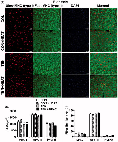 Figure 2. Effects of tenotomy and heat stress on muscle fibre cross-sectional area (CSA) and fibre-type composition of plantaris muscle. (A) Immunofluorescence staining of myosin heavy chain (MHC) type I (red) and MHC type II (green), DAPI (blue) and merged (right panel) images in CON, CON + HEAT, TEN and TEN + HEAT groups. Scale bar =100 μm. (B) Mean CSA of MHC type I, II and hybrid fibres (a total of 2759 fibres from CON, 1735 fibres from CON + HEAT, 2425 fibres from TEN and 2442 fibres from TEN + HEAT). (C) Percentage of fibre-type composition (n = 4 rats/group; one-way ANOVA with Newman–Keuls post hoc test).