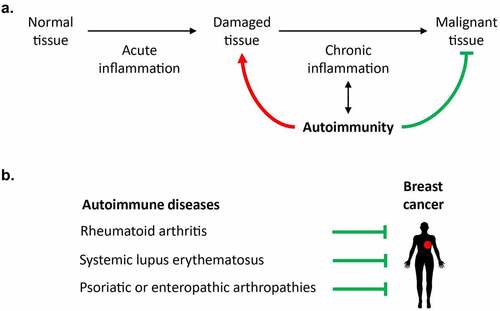 Figure 1. Epidemiological links between systemic autoimmune diseases and breast cancer. (a). Repeated acute inflammatory responses and autoimmune damage can cause chronic inflammation and promote carcinogenesis. By contrast, some autoimmune diseases have been associated with a reduced incidence or progression of cancer, as these pathologies can fuel the immunosurveillance of (pre)malignant cells. (b). Several studies have revealed a negative association between breast cancer and some autoimmune manifestations such as rheumatoid arthritis, systemic lupus erythematosus, and psoriatic or enteropathic arthropathies.