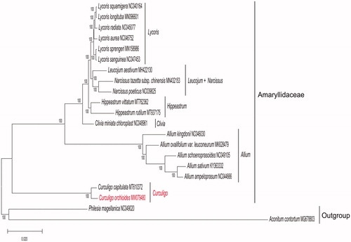 Figure 1. Maximum likelihood (ML) phylogenetic tree based on complete chloroplast genomes of 19 representative species of Amaryllidaceae and 2 outgroups. Numbers at nodes represent bootstrap values. The genome sequence in this study is highlighted with red text.