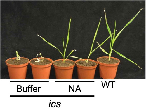 Figure 1. Wilting of ics is overcome by spraying with 1,4-dihydroxy-2-naphthoic acid (NA). Four 18-day-old ics plants sprayed with 0.1 mM NA or buffer (0.1% dimethyl sulfoxide, 0.1% Tween-20) every other day from day 7 after sowing. WT, Golden Promise. Homozygous ics plants were selected by genotyping using the allele-specific primers, ICS-F 5ʹ-TGGCCACAAGGAGCAGTAG-3ʹ, ics-F 5ʹ-GTGGCCACAAGGAGCAGTAA-3ʹ, and reverse primer, ICS-R 5ʹ-TCACTGAACTCAACCTGCAAA-3ʹ, in a touch-down PCR reaction in which the annealing temperature was reduced from 74ºC to 66ºC over the first eight cycles.