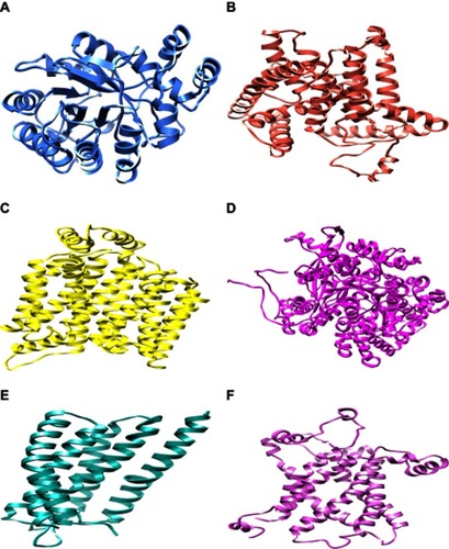 Figure 2 The three-dimensional structure representation of predicted targeted proteins for protein-ligand docking showing selected minimized structure of aldose reductase, glucose-6-phosphatase, GLUT-4, glycogen phosphorylase, GPR40, and UCP2 respectively. (All selected proteins were prepared for protein-ligand docking. Minimized proteins are depicted in different colors as shown in the above images and each figure is presented in edged ribbon style.)