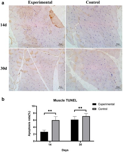 Figure 8. Comparison of apoptosis rate of muscle adjacent to the implant after continuous daily irradiation with 40 W microwave. (a) Light microscopic observation of muscle cell apoptosis. (b) Analysis of muscle cell apoptosis rate. **Statistical differences between the two groups were observed.