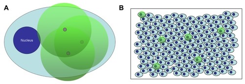 Figure 1 Depiction of detection of nanobarcoded nanoparticles (NB-NPs) by in situ polymerase chain reaction (ISPCR) in single cells and whole tissues. (A) NB-NPs present inside a single cell (gray circles) are subjected to ISPCR, and the resulting labeled amplicons form a radius of colorimetric or fluorescent signal around each NP, which is visible at the optical level (green circles) (B) Single cells exhibiting the colorimetric or fluorescent signal (green circles) are easily identifiable within a cell monolayer or histological tissue section, denoting the presence of NB-NPs within those cells.