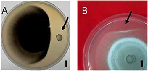 Figure 1. Antagonistic effect of Rdx5 bacteria (A) and the sterilized culture filtrate (B) against M. oryzae. Note: Bar = 1 cm. The black arrow indicates the Rdx5 colony (A) and the inoculation point of the sterilized culture filtrate of Rdx5 (B). CK, culture medium for bacteria (Landy medium).