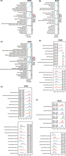 Figure 6 The function enrichment analysis of related DEGs of KNL1 in PAAD, STAD, and BLCA. GO and KEGG enrichment analysis of related DEGs of KNL1 in biological functions (BP), cellular components (CC), molecular functions (MF), and signal pathways in PAAD (A), BLCA (B), and STAD (C). (G-I) Ridge plots of the most significantly enriched pathways between KNL1-low and KNL1-high using GSEA analysis in PAAD (D), STAD (E), and BLCA (F). The Y-axis is the name of the gene set, and the X-axis is the distribution of the values of the genes of core_enrichment in the corresponding gene set. GeneRatio: Ratio of the number of genes enriched in the pathway to the number of KNL1-related genes; Counts: Number of genes included in the pathway.