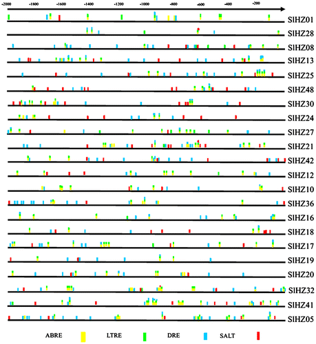 Fig. 4. Distribution of Major Stress-related cis-elements in the Promoter Sequences of the 22 SlHZ I Genes.Note: About 2000 bp upstream sequences of SlHZ I genes from the start codon were investigated and analyzed by searching PLACE. Putative ABRE, LTRE, DRE, and salt stress-related cis-elements are represented by different colors as indicated and distributed on the black lines.