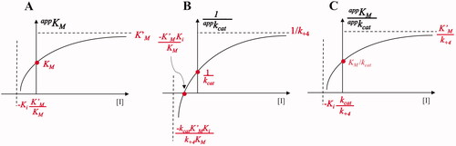 Figure 8. Non-classical approach for incomplete inhibition. (Panel A) represents the dependence of appKM on the increase of [I] according to EquationEquation (14)(14) KMapp=KiKMKM′+KMKM′[I]KM′Ki+KM[I](14) ; (Panel B) represents the dependence of 1/appkcat on the increase of [I] according to EquationEquation (15)(15) kappcat= k+2KM′Ki+k+4KM[I]KM′Ki+ KM[I](15) ; (Panel C) represents the dependence of appKM/appkcat on the increase of [I] according to EquationEquation (16)(16) KMappkappcat=KiKMKM′+KMKM′[I]k+2KM′Ki+k+4KM[I](16) .