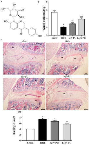 Figure 1. Effect of PU on water content and histopathology of IVDs in IDD rats. (A) Chemical structure of puerarin; (B) comparison of water content in IVD in each group; (C) pathological observation (HE staining, scale = 50 μm) Sham group. VB: vertebral body, NP: nucleus pulposus, AF: annulus fibrosus. Data are represented by mean ± SD, n = 9. *p < 0.05, vs. Sham group, #p < 0.05, vs. IDD group, &p < 0.05, vs. low PU group.