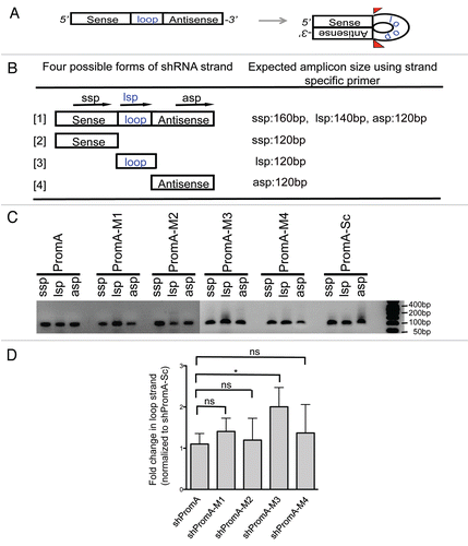 Figure 3 Evidence for efficient generation of mature/processed forms of double stranded siRNA from shRNA in MOLT-4 cells. (A) The schematic picture shows that the antisense strand and sense strand of shRNA transcripts with termination oligo-(U) sequences hybridize to form double-stranded with loop form of shRNA. A ribonuclease then cleaves the loop structure at indicated sites (indicated by red triangles). (B) The shRNA transcripts with loop structure can exist in four possible states without or with cleavage by ribonuclease as indicated in [1–4]. Estimated amplicon sizes are listed along with each of three specific primers. If the uncleaved shRNA [1] was dominant, the predicted size of PCR product amplified with ssp primer would be a longer amplicon (approximately 160 bp) compared with that detected with asp primer resulting in a band of approximately 120 bp in size. The predicted size of amplicon generated by the lsp primer would be intermediate in size (around 140 bp). If mature/processed double stranded siRNAs [2–4] are dominant, similar short amplicons would be generated by all each of ssp, asp and lsp primer sets, because polyadenylation is initiated at the 3′end of cleaved sense and loop strand.Citation79 (C) PCR amplicons generated using the strand specific primers in the MOLT-4 expressing shPromA and variants. Similar sized PCR amplicons were observed using each of three specific primer sets in the MOLT-4 cells. These results indicate complete processing of shRNA to siRNA. (D) Similar amounts processed/cleaved shRNA transcripts were expressed in all MOLT-4 cells. The cDNA reaction was carried out with 84 ng of total RNA as in Figure 1C, followed by Real-Time PCR analysis with universal loop specific primer. Estimated fold changes of cleaved loop structure of shRNA transcript in the MOLT-4 cells were shown relative to shPromA scrambled control based on delta-ct change. Means and standard errors of four independent experiments were shown. ns:Not significant, *p < 0.05.