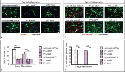 Figure 6. Impairment of the neuronal differentiation of NSC derived from prion infected mice. Immunofluorescence analysis of nestin, DCX, BetaIII-Tubulin, and GFAP astrocytes markers in differentiated NSC derived from the hippocampus (H) or lateral ventricle (LV) that have been infected or not with ME7 or 22L prion strain. (A) red: nestin; green: DCX; (B) green: GFAP; red: BetaIII-Tubulin; blue: Hoechst nuclei coloration; scale bar, 5 μm. (C and D) Quantifications of DCX and β-III-Tubulin positive cells using Cell Profiler software. After differentiation induction, NSC led to significantly more DCX positive cells in non-infected conditions vs. ME7 or 22L infected conditions (Student t test, P < 0.05 is represented by * in the graphic; P < 0.01 is defined by **; and *** corresponds to P < 0.001). The number of neurons also differed significantly between non-infected and infected NSC-derived cells in differentiation conditions. Similar results were obtained in the 3 independent experiments.