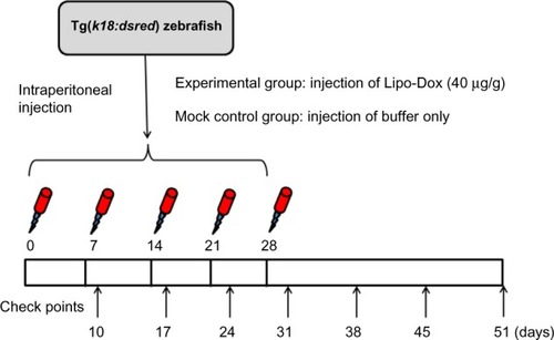 Figure 1 Schematic representation of experimental protocols performed in this study.