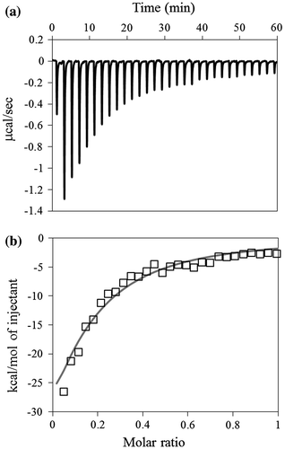 Fig. 4. Typical ITC data for the binding of laminarin to D270A/W273A/D314W. (a) The 500 μM laminarin solution was injected into the 100 μM D270A/W273A/D314W solution. (b) The data points were obtained by integration of the peaks in (a), corrected for the dilution heat, and plotted against the molar ratio, laminarin to D270A/W273A/D314W. The data were fitted using a nonlinear least-squares method.