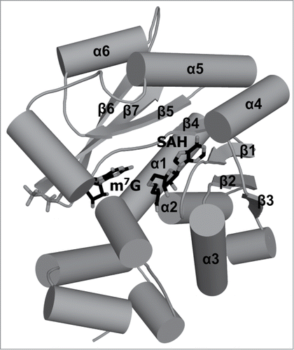 Figure 4. Crystal structure of the human TGS1 protein. Trimethylguanosine synthase catalyzes hypermethylation of cap0 structure. In a 2-step reaction, 2 methyl groups are transferred to the amine group of m7G and, as a result, the m2,2,7G structure is formed. The crystal structure of human TGS1 methyltransferase in complex with m7Gppp and SAH (shown in stick representation) is deposited in the PDB as 3GDH. Secondary structure elements that correspond to elements of the conserved RFM core are labeled. Secondary structure elements outside of the conserved core are not labeled.