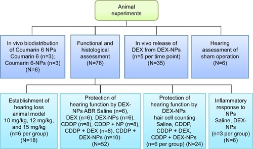 Figure 1 Outline of animal experiments.Notes: There were seven animal experiments – namely, the in vivo distribution of Coumarin 6 NPs (n=6), the in vivo release of DEX from DEX-NPs (N=35), the hearing assessment of the sham operation (N=6), the establishment of a hearing loss animal model (N=18), the protection of hearing function by DEX-NPs – ABR (N=52), the protection of hearing function by DEX-NPs – hair cell counting (N=24), and inflammatory response to NPs (N=6).Abbreviations: NP, nanoparticle; n, number; DEX, dexamethasone; DEX-NPs, dexamethasone-loaded polyethylene glycol-coated polylactic acid stealth nanoparticles; ABR, auditory brainstem response; CDDP, cis-diamminedichloroplatinumII.