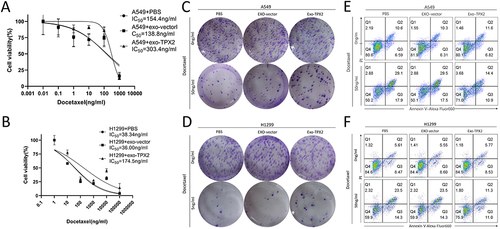 Figure 6 Exosomes from TPX2 high-expressing cells reduce the sensitivity of NSCLC cells to docetaxel. (A and B) Dose-responsive docetaxel activity curves in A549 (A) and H1299 (B) cells treated with exosomes. Cell viability was estimated with CCK-8 reagent after 72 h of drug exposure. (C and D) Effect of exosomes on the clonogenic capacity of A549 (C) and H1299 (D) cells treated with docetaxel or not. (E and F) Flow cytometry was used to detect apoptosis in A549 (E) and H1299 (F) cells treated with docetaxel or not after exosome co-incubation.