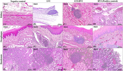 Figure 4. Comparative histopathological TLO/MALT evaluation comparing negative control (A,E,I), LVI (B,F,J), LVI-HVI (C,G,K) and HVI (D,H,L) groups as regards kidney (A,B,C,D), oesophagus (E,F,G,H) and duodenum (I,J,K,L). Negative control animals had neither lesions nor lymphoid aggregations in kidney; H&E stain, 40x (A). Negative control animals had neither lesions nor lymphoid aggregations in oesophagus (E), only a reminiscence composed of T lymphocytes in the duodenum (arrow) (I); H&E stain, 100x. LVI and LVI-HVI groups had well-demarcated and developed lymphoid formations (arrows) (B,F,J,C,G,K), which were larger and more organised in shape and structure in the LVI-HVI group (C,G,K); H&E stain, 100x. HVI (positive control) group had lesions typical of acute ASF form (D,H,L); H&E stain, 40x. In the renal pelvis, severe vasodilation, congestion and perivascular haemorrhages, along with multifocal interstitial pyelonephritis (arrowhead) were observed; H&E stain, 40x (D). These vascular alterations were also present in the mucosa of oesophagus and duodenum (H,L), with perivascular mononuclear inflammation in oesophagus (arrowhead) and diffuse mononuclear inflammation in lamina propria of duodenum H&E stain, 40x. T-lymphocyte aggregation was observed only in the duodenal submucosa (arrow) H&E stain, 40x (L).