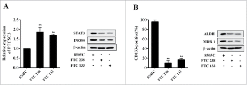 Figure 2. LncRNA PTCSC3 was low-expressed in ATC cells. (A) The expression of PTCSC3 in FTC 238, FTC 133 and 8505C cells was quantified by qRT-PCR. **P < 0.01 vs. FTC 238; the expression of proteins was analyzed by western blot. (B) The positive expression rate of CD133 in FTC 238, FTC 133 and 8505C cells was analyzed by flow cytometry. **P < 0.01 vs. FTC 238; the levels of ALDH and MDR-1 were analyzed by western blot.