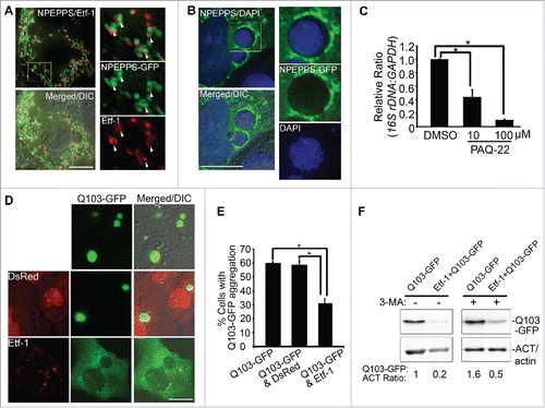 Figure 8. NPEPPS-GFP colocalizes with Etf-1 in cotransfected cells, traffics to E. chaffeensis inclusions, and reduces aggregation of Q103-HTT. (A and B) NPEPPS/PSA-GFP colocalizes with Etf-1 in cotransfected cells and surrounds E. chaffeensis inclusions. (A) DH82 cells were sequentially transfected first with Etf-1 and 1 d later with NPEPPS-GFP. At 1 d p.t. with NPEPPS-GFP, cells were immunostained with anti-Etf-1 (AF555). White arrows indicate the colocalization between the 2 proteins. (B) E. chaffeensis-infected RF/6A cells were transfected with NPEPPS-GFP at 1 d p.i. and stained with DAPI at 1 d p.t. (2 d p.i.). Merged/DIC, fluorescence image merged with DIC image. The boxed area is enlarged on the right. Scale bars: 15 μm. (C) PAQ-22 inhibits E. chaffeensis replication in THP-1 cells. E. chaffeensis-infected THP-1 cells were incubated with 0.1% DMSO (control) or 10 or 100 μM PAQ-22. qPCR of E. chaffeensis 16S rDNA normalized to human GAPDH. *, Significantly different by the Tukey HSD test (P< 0.05). (D to F) Etf-1 reduces aggregation of Q103-GFP. (D) RF/6A cells transfected with Q103-GFP alone or cotransfected with Q103-GFP and DsRed control; exposure time, 0.001 sec. RF/6A cells cotransfected with Q103-GFP and Etf-1 were immunostained with anti-Etf-1 (red); exposure time, 0.6 sec. Scale bars: 15 μm. (E) Percentage of RF/6A cells with Q103-GFP aggregation in cells cotransfected with Q103-GFP and vector control or Etf-1. *, Significantly different by the Tukey HSD test (P < 0.05). (F) Relative amount of Q103-GFP in RF/6A cells with or without Etf-1. Western blot analysis was performed using anti-GFP and - ACT/actin IgG, and band intensities were normalized against ACT/actin.