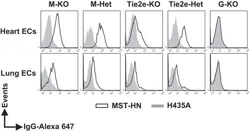 Figure 4. The levels of functional FcRn are reduced in endothelial cells in Tie2e-KO mice but not in M-KO mice. Single cell suspensions from heart and lung were isolated, pooled (from 3–5 mice/genotype) and incubated with anti-FcγRIIB/III (2.4G2) antibody at 4°C followed by Alexa 647-labeled MST-HN or H435A mutant at 37°C to assess FcRn-mediated uptake. Fluorescence levels associated with heart- or lung-derived CD31+CD105+isolectin B4+ endothelial cells (ECs) were determined using flow cytometry. ECs were identified according to the gating strategies shown in Supplementary Figure 9A and B. M-KO, LysM-Cre-FcRnflox/flox (macrophage-specific FcRn KO); M-Het, LysM-Cre-FcRnflox/+ (control); Tie2e-KO, Tie2e-Cre-FcRnflox/flox (FcRn KO in multiple different cell types); Tie2e-Het, Tie2e-Cre-FcRnflox/+ (control); G-KO, FcRn-/- (global FcRn KO); MST-HN, mutated human IgG1 with increased affinity towards FcRn;Citation35 H435A, mutated (control) human IgG1 with negligible binding towards FcRn.Citation36 Data shown are representative of at least two independent experiments.