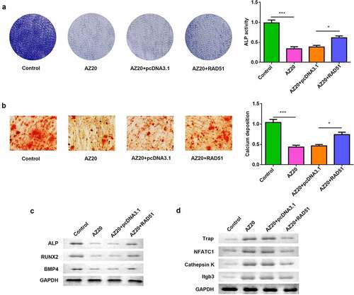 Figure 5. ATM/ATR-RAD51 axis facilitate osteoblastogenesis and suppress osteoclastogenesis. (a) Osteoblastogenesis was assessed by ALP staining assay. (b) Calcium deposition was assessed by an ARS assay. (c) The levels of ALP, RUNX2, and BMP4 were determined by Western blot. (d) The levels of TRAP, NFATC1, and cathepsin K were determined by Western blot. ***P < 0.001. *P < 0.05.