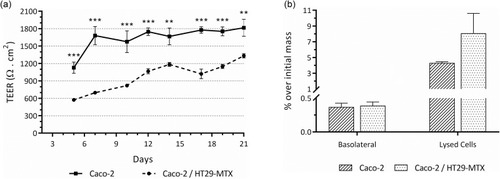 Figure 8 (A) Trans-epithelial electrical resistance (TEER) of single cultures of Caco-2 and co-cultures of Caco-2/HT29-MTX grown for 21 days on the apical chamber of 1-µm pore size transwell® inserts. Values show Mean ± SD (N=5; **p < 0.01; ***p < 0.001 with p-values obtained using the Student’s t-test for independent samples). (B) Intestinal permeability of the C16-HyA-Cy5.5 nanogels incubated for 4h with the in vitro intestinal epithelial models of Caco-2 and Caco-2/HT29-MTX co-cultures grown for 21 days on the apical chamber of 1-µm pore size transwell® inserts. Values show the mass percentage of C16-HyA-Cy5.5 nanogels found in the basolateral chamber and on lysed cells over the initial mass added to the apical chamber (Mean ± SD; N=3).