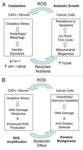 Figure 2 The autophagic tumor stroma model of cancer metabolism: Role of oxidative stress, recycled nutrients and random mutagenesis. (A) Oxidative Stress, Recycled Nutrients and Resistance to Apoptosis. We have shown that human breast cancer cells induce ROS (reactive oxygen species) production in adjacent cancer-associated fibroblasts (CAFs), leading to the onset of stromal oxidative stress. Oxidative stress in CAFs, in turn, drives autophagy via HIF1 induction and NFκB activation, resulting in the autophagic destruction of mitochondria (mitophagy) and caveolin-1 (Cav-1). Stromal autophagy and mitophagy provides recycled nutrients via catabolism and aerobic glycolsysis to feed the appetite of adjacent cancer cells. These recycled chemical building blocks (derived from autophagy and aerobic glycolysis) “fuel” oxidative mitochondrial metabolism in cancer cells and provide resistance against apoptosis. Mechanistically, fibroblasts induce the expression of TIGAR in adjacent cancer cells, which shuts down autophagy and apoptosis in these cancer cells. (B) Random mutagenesis and tumor-stroma co-evolution. Oxidative stress in cancer-associated fibroblasts (CAFs) also produces a local DNA damage response, with increased ROS production. ROS amplification in the tumor stroma then leads to an antioxidant defense in adjacent cancer cells. In addition, stromal ROS production also leads to DNA damage in adjacent cancer cells via a “Bystander Effect”. As a consequence, stromal ROS promotes aneuploidy and genomic instability in cancer cells, driving tumor-stroma co-evolution. CAFs, cancer-associated fibroblasts; ROS, reactive oxygen species.