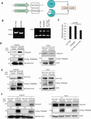 Figure 5. TFEB [Δ60] retains the ability to interact with CLEAR and MITF-family proteins. (a) Schematic depiction of WT-TFEB and TFEB [Δ60] in vitro translation and EMSA assay. (b) Binding of WT-TFEB and TFEB [Δ60] to TFEB consensus element. WT-TFEB and TFEB [Δ60] were PCR amplified with T7 promoter for in vitro transcription/translation (left). EMSA assay was performed with TFEB consensus binding element (CLEAR) in the presence of either WT-TFEB, TFEB [Δ60], or WT-TFEB supplemented with anti-TFEB antibody (1 µg). (c) Quantification of EMSA assay in (B). (d-f) Interaction of TFEB [Δ60] with WT-TFEB, MITF-A, and TFE3. HeLa cells were co-transfected with Flag-TFEB [Δ60] and either WT-TFEB-GFP (d), MITF-GFP (e) or TFE3-GFP (f) for 24 h. Immunoprecipitation was conducted with anti-Flag antibody coupled agarose beads, followed by western blot analysis with anti-GFP and anti-Flag antibodies. Densitometry was conducted by ImageJ to quantify the amount of WT-TFEB, MITF-A, and TFE3, normalized to level of antibody IgG light-chain. The fold changes are presented underneath the blots. Western blots of inputs for immunoprecipitation are shown in the right panels
