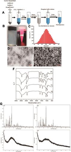 Figure 5 The preparation and characterization of ZgI-TPGS-liposomes. (A) The brief illustration of ZgI-TPGS-liposomes preparation. (B) Actual sample of ZgI-TPGS-liposomes. (C) Size distribution. (D) TEM image. (E) SEM image. (F) FTIR spectrum: (a) ZgI. (b) Physical mixture. (c) ZgI-liposomes. (d) ZgI-TPGS-liposomes. (G) XRD spectrum: (a) ZgI. (b) Physical mixture. (c) ZgI-liposomes. (d) ZgI-TPGS-liposomes.