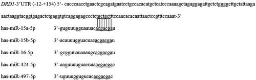 Figure 3. Prediction of potential miRNA binding –12 to +154 bp region of DRD1 3′UTR. Note: A total of five miRNAs, including has-miR-15a-5p (miR-15a), has-miR-15b-5p (miR-15b), has-miR-16-5p (miR-16), has-miR-424-5p (miR-424) and has-miR-497-5p (miR-497), were predicted by the databases of TargetScanHuman and microRNA.org.