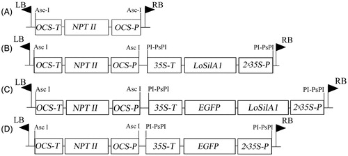 Figure 1. Map of T-DNA regions of binary vectors used in this study. (A) pPZP-RCS2-nptII, (B) pPZP-RCS2-nptII/LoSilA1, (C) pPZP-RCS2-nptII/LoSilA1-EGFP, (D) pPZP-RCS2-nptII/EGFP. OCS-P and OCS-T – octopine synthase promoter and terminator sequences; 35 S-P and 35 S-T – cauliflower mosaic virus 35 S promoter and terminator sequences; NPT II – the neomycin phosphotransferase gene; LoSilA1 – the silicatein A1 gene from the Latrunculia oparinae; EGFP – the enhanced green fluorescent protein gene.