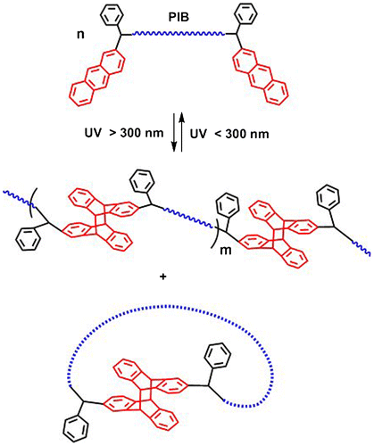 Scheme 1. Photocycloaddition reactions of di-anthryl telechelic polymers.