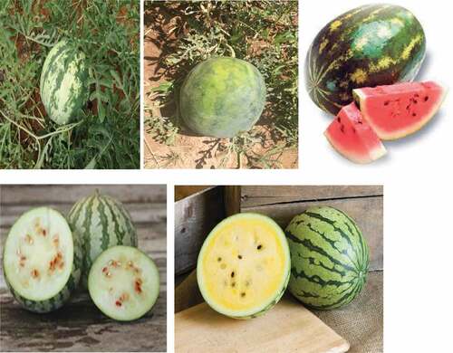 Figure 1. Images of different watermelon cultivars.[Citation6]